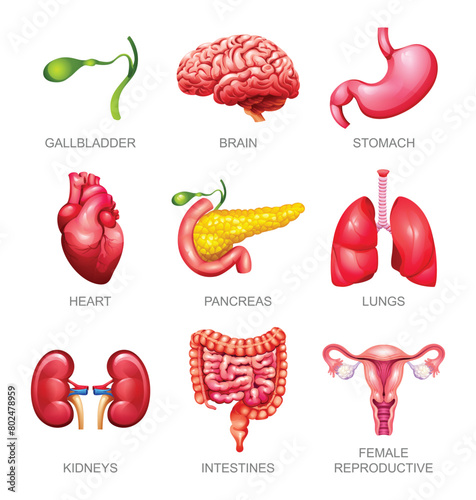 Set of human internal organs. Gallbladder, brain, stomach, heart, pancreas, lungs, kidneys, intestines and female reproductive. Vector illustration © YG Studio