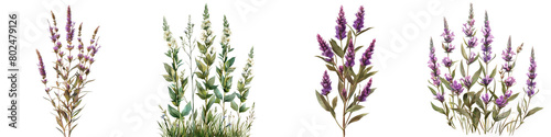 Prairie Blazing Star Plants Hyperrealistic Highly Detailed Isolated On Transparent Background Png File
