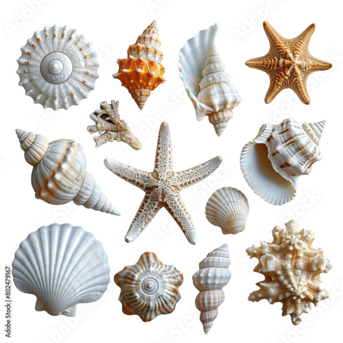 A collection of seashells and starfish are displayed in a row