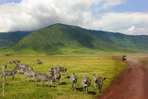 Zebras against mountains and clouds.  Safari in Ngorongoro Crater National park. Tanzania. Wild nature of Africa. photo