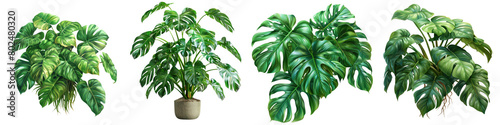 Philodendron Plant Hyperrealistic Highly Detailed Isolated On Transparent Background Png File