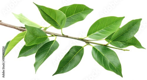 Isolated Camphor Branch with Green Leaves - Natural Herb and Plant Medicine on White Background