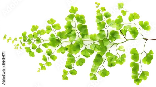 Maidenhair Fern Isolated on White Background - Fresh and Lush Green Leafy Plant for Nature photo