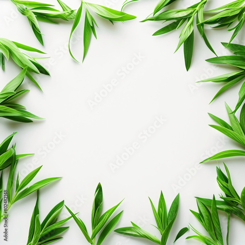 A row of green leaves are arranged in a line on a white background