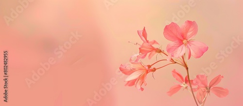 floral arrangement background