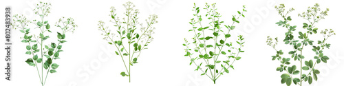 Meadow Rue Plants  Hyperrealistic Highly Detailed Isolated On Transparent Background Png File