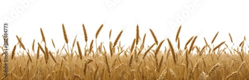 A field of golden wheat stalks with their heads swaying in the wind against a plain white background