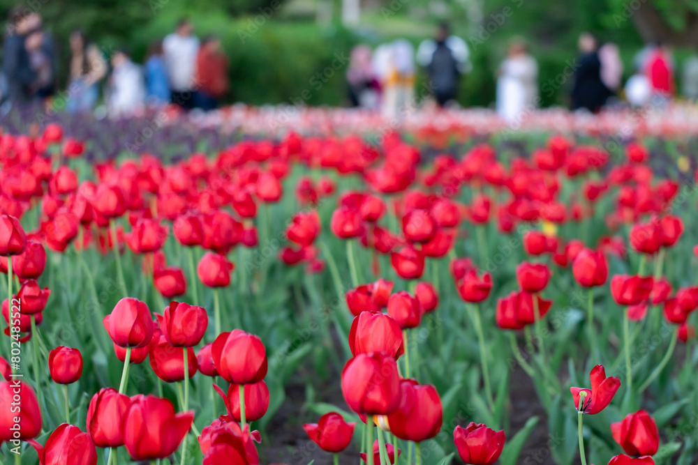 Spring red flowers in park with walking people. Tulip festival in Ottawa, Canada.