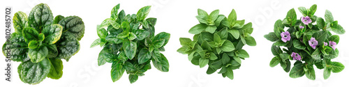 Lungwort Plants Top View Hyperrealistic Highly Detailed Isolated On Transparent Background Png File photo