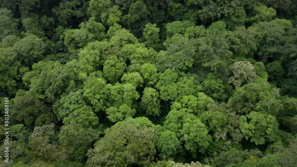 Tropical green forest top view