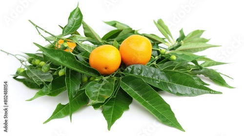 Fresh and Healthy Ayurvedic Neem Leaves Foliage with Mandarin Orange Fruit - Alternative Medicine
