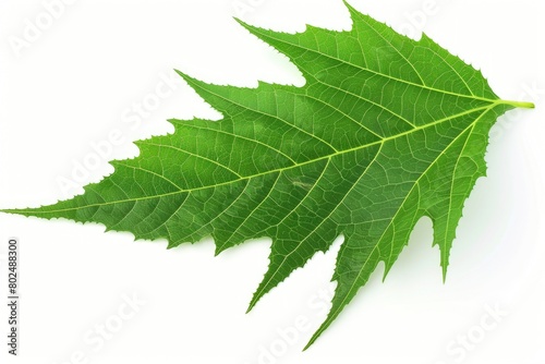 Fresh Neem Leaf Isolated on White Background for Macro Herb and Nature Shots of Green Freshness