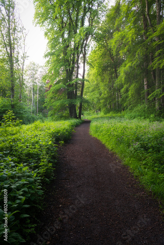path in the forest © Henrik
