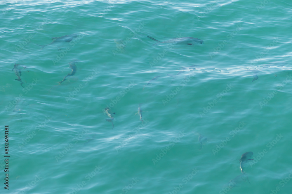Fototapeta premium School of Large Permit Fish Seen Swimming in the Water Near the Old Seven Mile Bridge of Florida