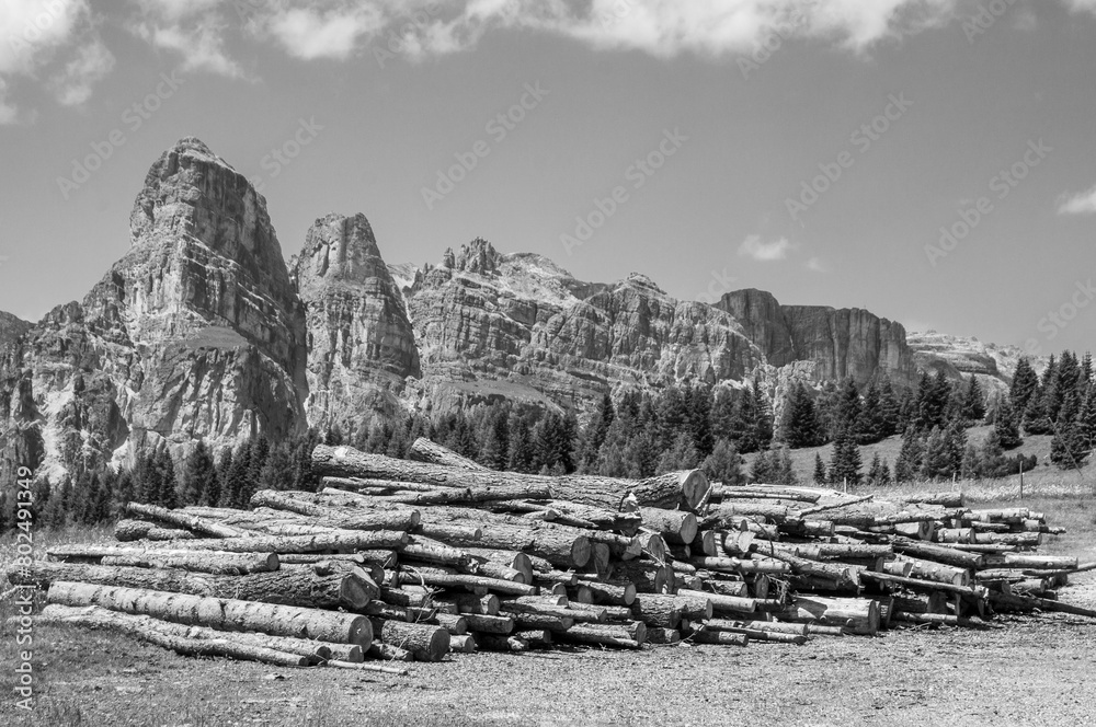 Mountain landscape in Alto Adige with trunks in black and white Mountain landscape in Alto Adige with trunks in black and white