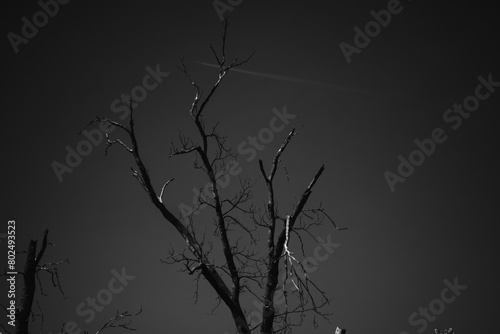 tree and sky