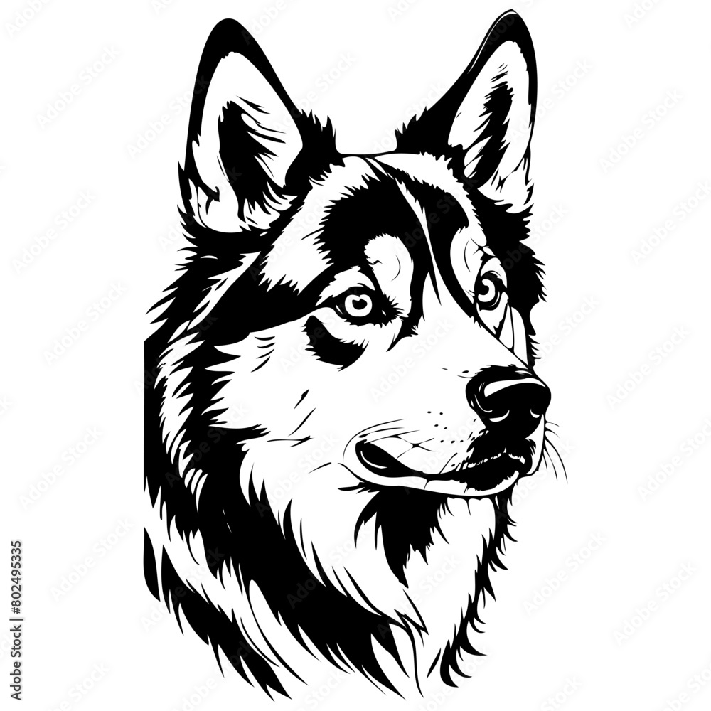 Fototapeta premium Engrave Alaskan Husky portrait realistic, ink sketch of animal outline portrait, transparent background