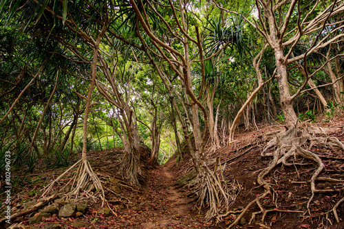 Trail leading to Kauapea (Secret ) Beach, a secluded tropical beach on the island of Kauai, Hawaii. photo