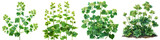 Lady's Mantle Plants  Hyperrealistic Highly Detailed Isolated On Transparent Background Png File