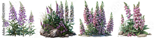 Foxgloves Plants  Hyperrealistic Highly Detailed Isolated On Transparent Background Png File