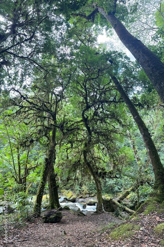 Costa Rica: San Gerardo de Dota hiking trails in the cloud forest photo