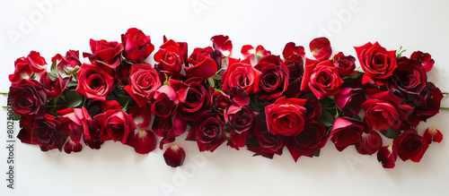 A vertical arrangement of crimson roses, their lush petals arranged gracefully on a canvas of pure white, presenting a captivating image in full ultra HD quality.