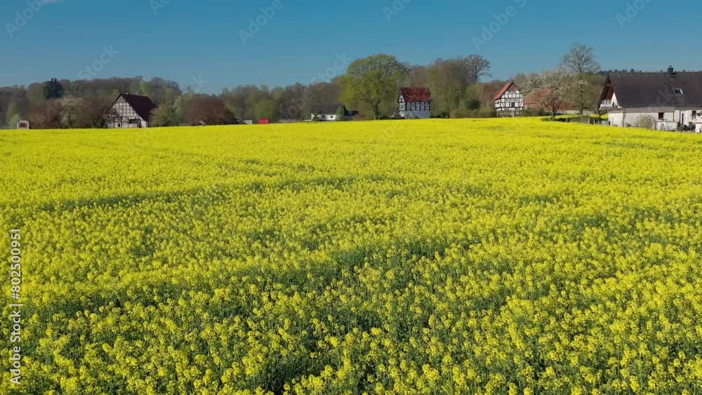 Aerial drone view of yellow rapeseed fields in German countryside. High quality 4k footage Aerial drone view of yellow rapeseed fields in German countryside. High quality 4k footage