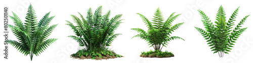 Ferns Plant Hyperrealistic Highly Detailed Isolated On Transparent Background Png File