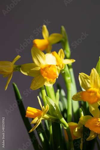 yellow daffodils on a dark background in the sun. wallpapers with narcissus.  spring flowers
