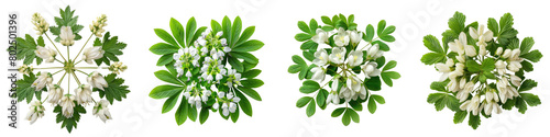 Dutchman's Breeches Plants Top View Hyperrealistic Highly Detailed Isolated On Transparent Background Png File photo