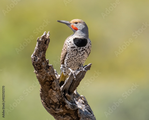 Картината върху платно This Gilded Flicker male, distinguished by a vivid red cheek stripe and yellow underwings, perches attentively on a desert branch