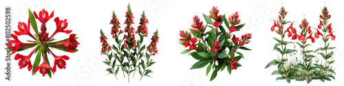 Cardinal Flower Plants Top View Hyperrealistic Highly Detailed Isolated On Transparent Background Png File
