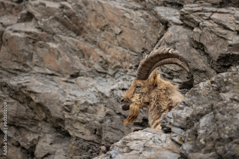 West Caucasian tur, Capra caucasica, sitting on the rock West Caucasian tur, Capra caucasica, sitting on the rock