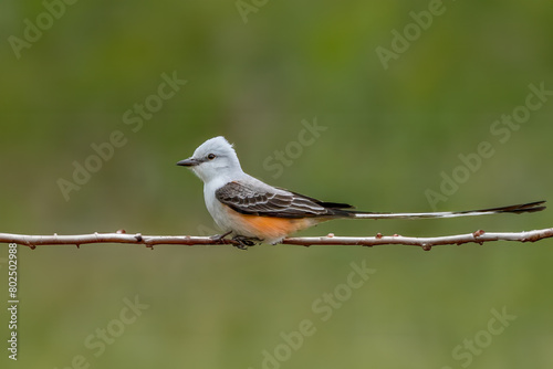 Scissortail Flycatcher perched on a branch, showcasing its soft orange plumage and distinctive scissor-like tail feathers against a serene backdrop.