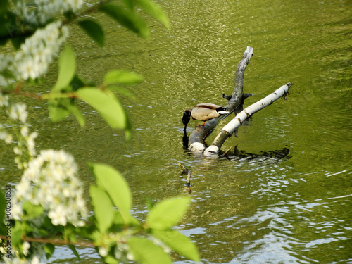 Male mallard duck sitting on a branch in the lake, with  bowed head. With blurred bird cherry tree flowers and leaves in the foreground.