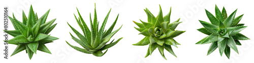 Aloe Vera Top View Hyperrealistic Highly Detailed Isolated On Transparent Background Png File