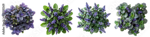 Ajuga (Bugleweed) Plants Top View  Hyperrealistic Highly Detailed Isolated On Transparent Background Png File photo