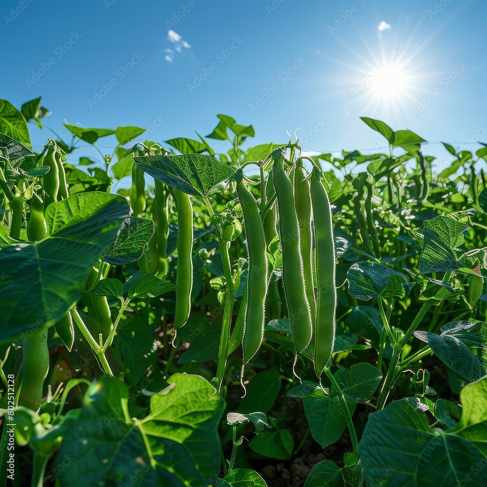 Obraz premium A field of organic green beans, the plants laden with pods ready for harvest, under a clear blue sky, emphasizing abundance and health with space for text
