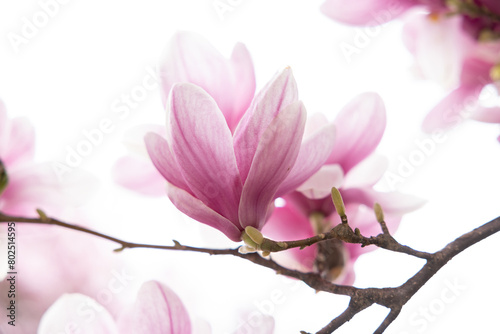Spring floral background. Beautiful light pink magnolia flowers in soft light