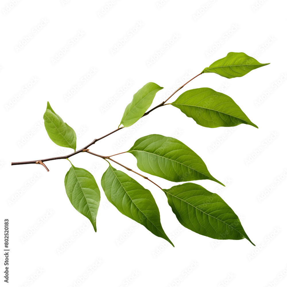 Naklejka premium Green plant leaves on a branch on transparent background.