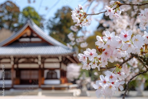 Majestic cherry blossoms framing a traditional Japanese structure with a clear sky enhancing the tranquil ambiance