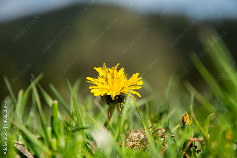 Mlecz. Kwiatek na trawie z rozmazanym tłem.