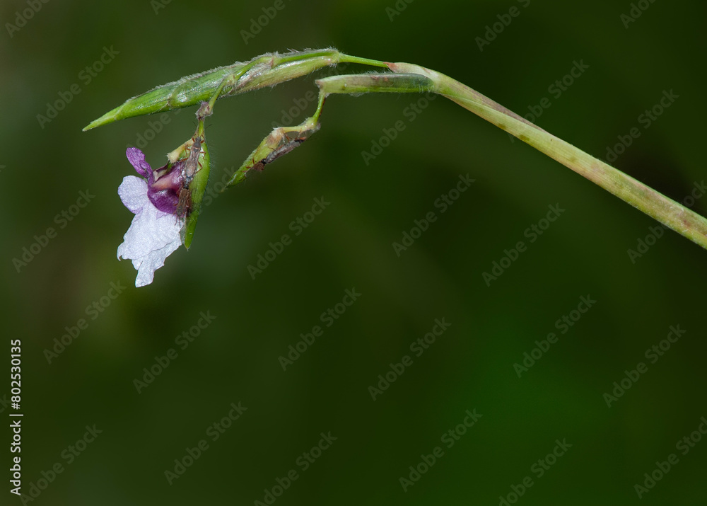 The Purple and White Flower of Fire flag, alligator flag, Thalia geniculata. Native to Florida, Alabama, Louisiana. Wetlands plant.