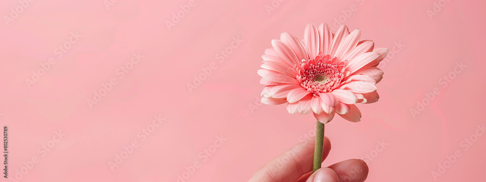 Fototapeta premium Elegant Pink Gerbera Daisy in Hand on Soft Pink Background