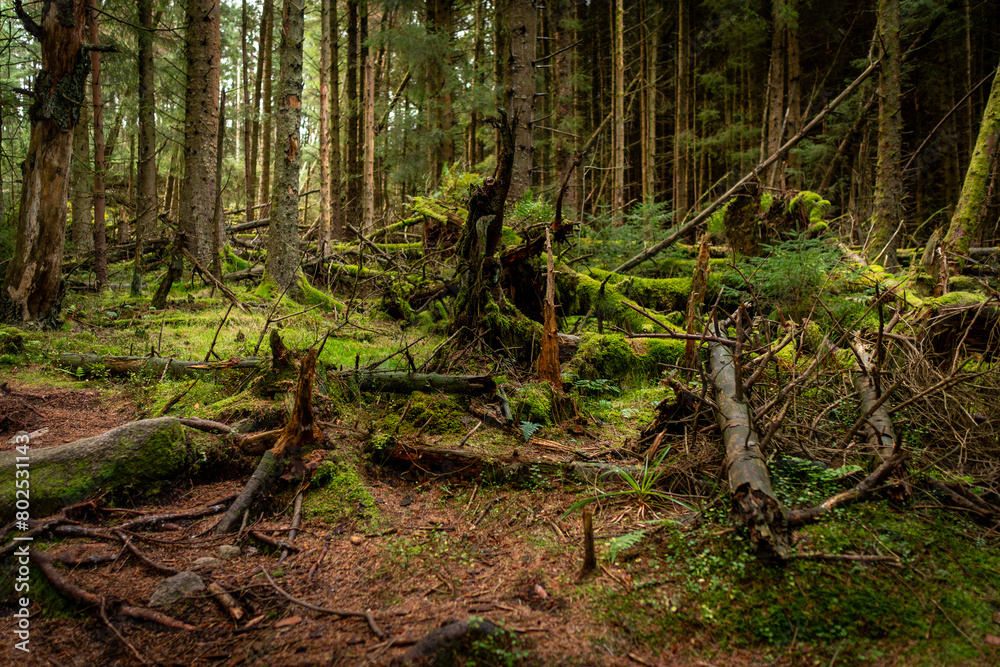 Majestic old tree covered in moss and illuminated by sunlight in moody, deep dark forest. Selective focus. Majestic old tree covered in moss and illuminated by sunlight in moody, deep dark forest. Selective focus.