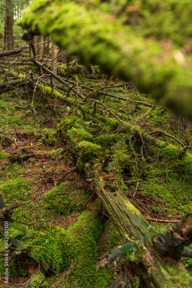 Obraz premium Majestic old tree covered in moss and illuminated by sunlight in moody, deep dark forest. Selective focus.