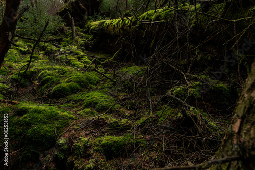 Mossy wood in Ireland. Majestic old tree covered in moss and illuminated by sunlight in moody  deep dark forest. Selective focus.