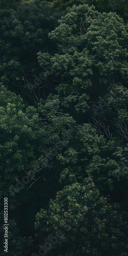 Árvores em uma floresta verde exuberante © Alexandre