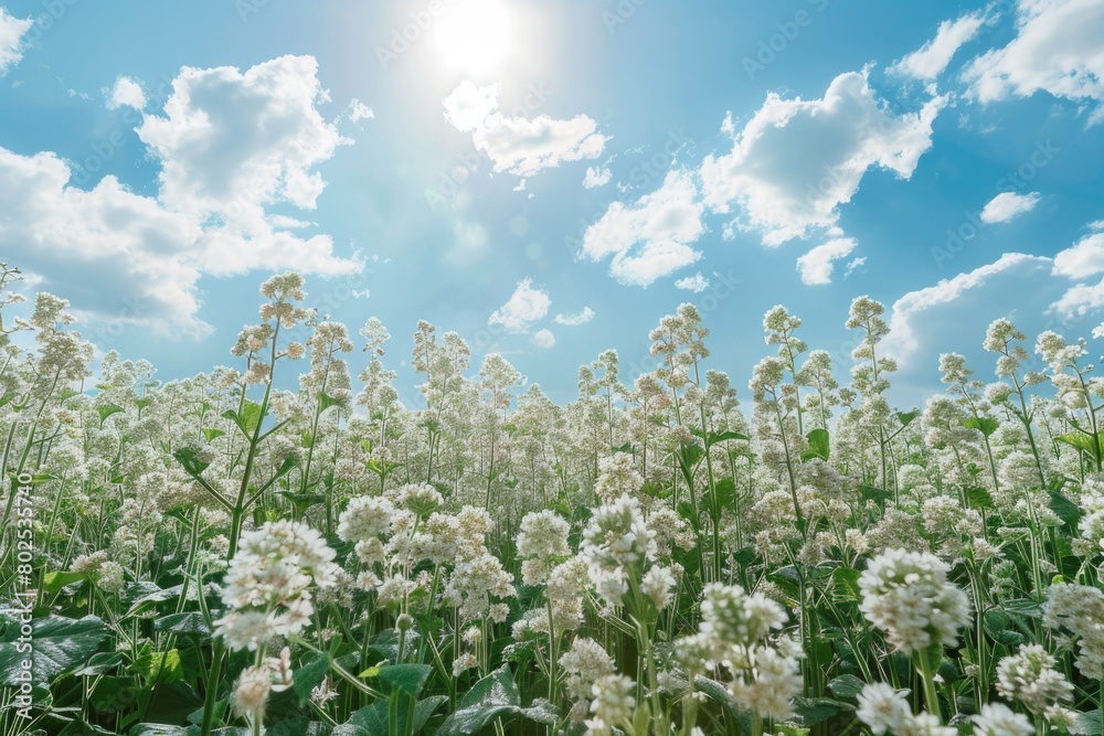 A field of white flowers with a blue sky in the background A field of white flowers with a blue sky in the background
