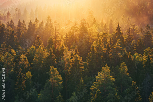 A panoramic view of a dense forest bathed in the warm hues of a setting sun.